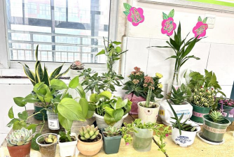 家庭养花用生根粉