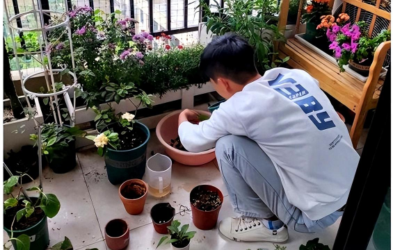 家庭养花用生根粉