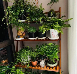 柿树虫病防治，识别常见虫害，掌握有效方法