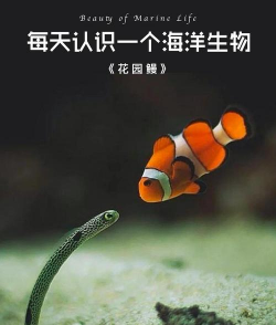 养花园鳗犯法吗