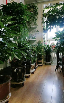 绿化景观设计，提升环境品质，创造宜人空间