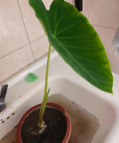 适合养花的叶子