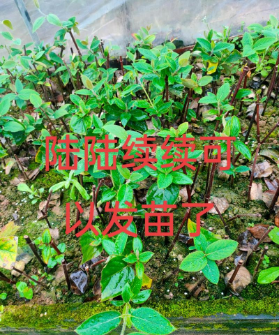 玫瑰花怎么养才不会枯萎，掌握浇水施肥技巧，轻松延长花期