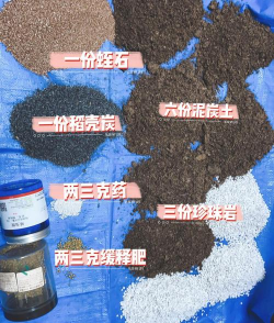 玫瑰花怎么养才不会枯萎，掌握浇水施肥技巧，轻松延长花期