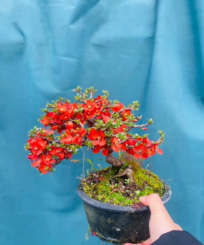 别墅园林绿化设计，打造私密空间，提升居住品质