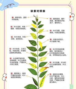 芝麻高产栽培，掌握关键技巧，实现稳定增收