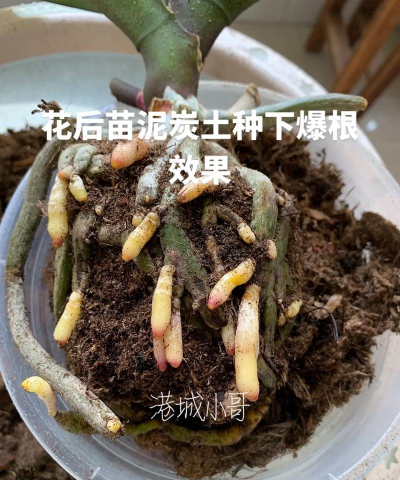 家庭养花用生根粉