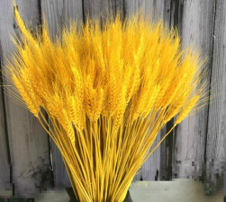 栽培的意思，核心概念，通俗理解