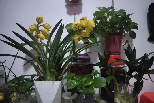 栽培的意思，核心概念，通俗理解