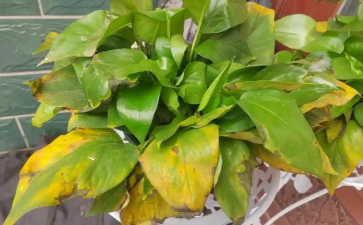 芍药花怎么养，掌握关键要点，花开更鲜艳