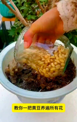 兰草花怎么养，掌握关键技巧，轻松培育美丽花朵