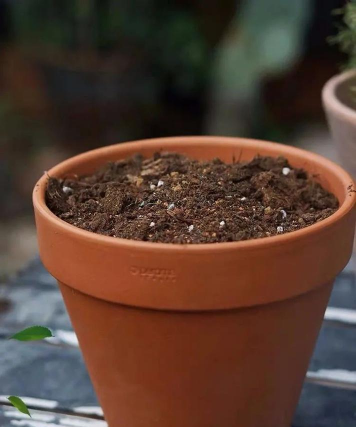 芍药花怎么养，掌握关键要点，花开更鲜艳