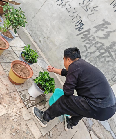 芍药花怎么养，掌握关键要点，花开更鲜艳