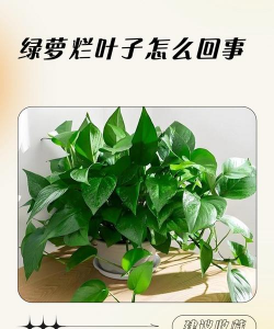 别墅园林绿化设计，打造私密空间，提升居住品质