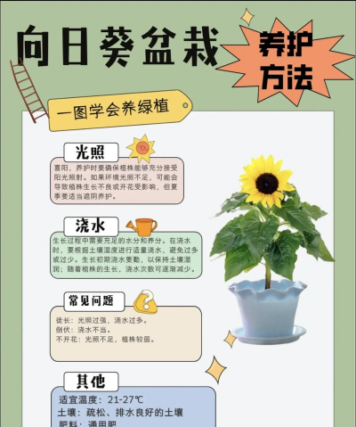 柿树虫病防治，识别常见虫害，掌握有效方法