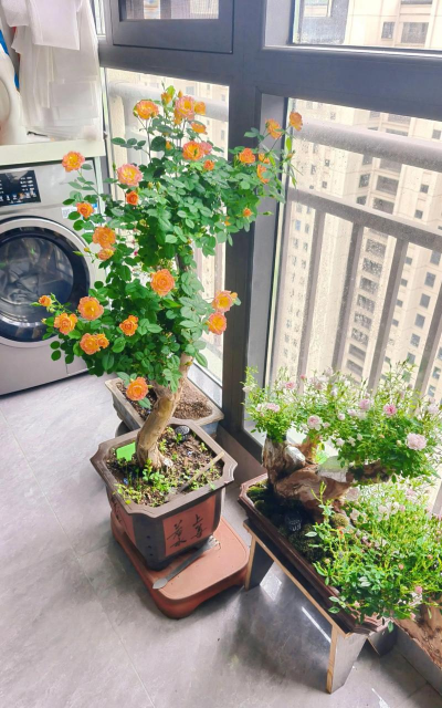 绿化景观设计，提升环境品质，创造宜人空间