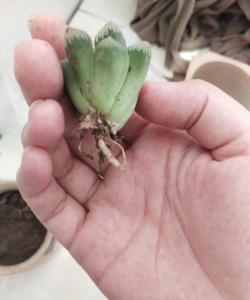 家庭养花用生根粉