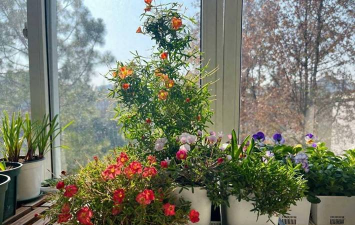 家庭养花用生根粉