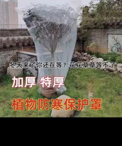 户外养花防雨吗冬天