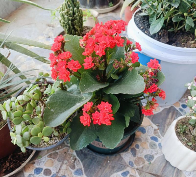 家庭养花用生根粉