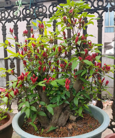 家庭养花用生根粉