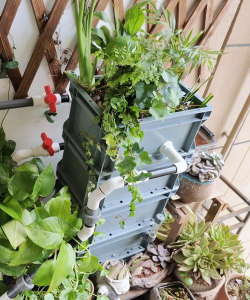 家庭养花用生根粉