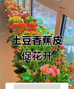 家庭养花用生根粉