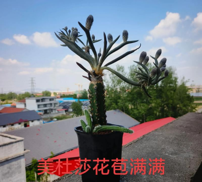 家庭养花用生根粉