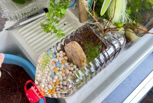 家庭养花用生根粉