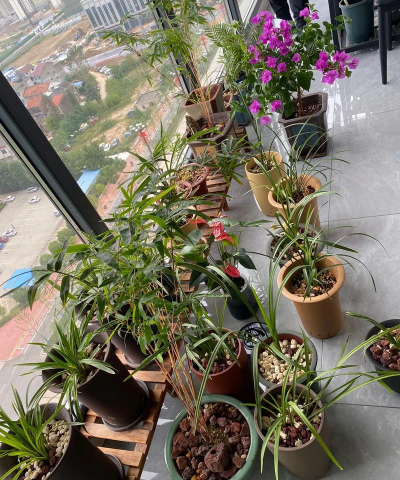 家庭养花用生根粉