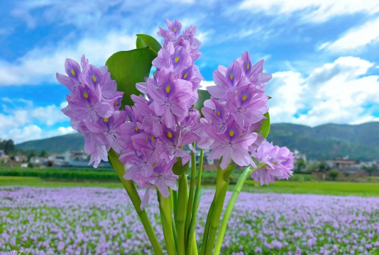紫色水仙配什么花
