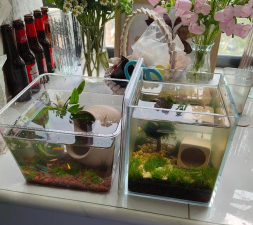 家庭养花用生根粉