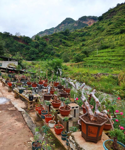 家庭养花用生根粉