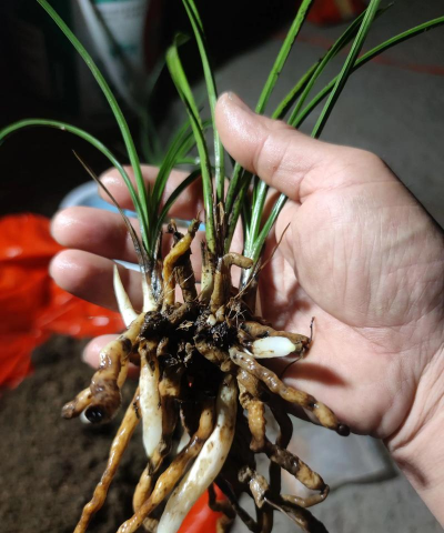 家庭养花用生根粉