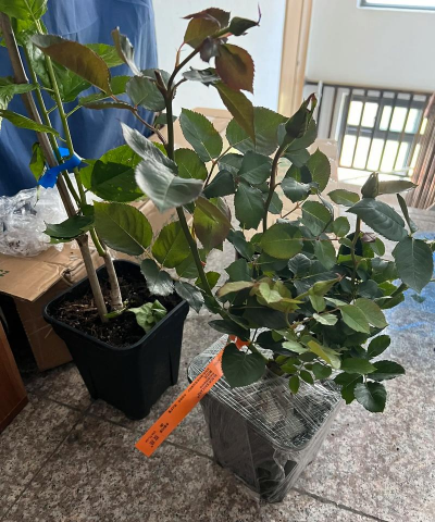 家庭养花用生根粉