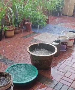 养花人烦恼连雨天