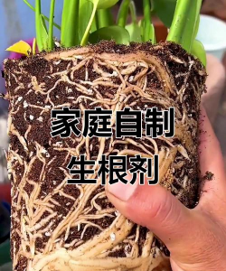 家庭养花用生根粉