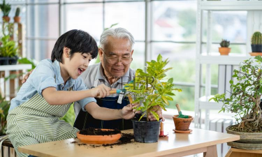 家庭养花用生根粉
