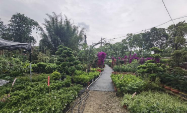 家庭养花用生根粉