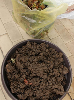 家庭养花用生根粉