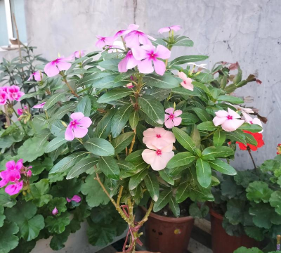 家庭养花用生根粉