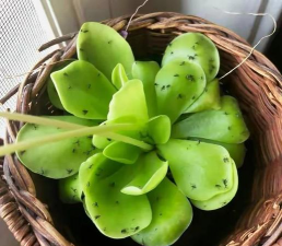 家庭养花用生根粉