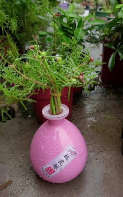 家庭养花用生根粉