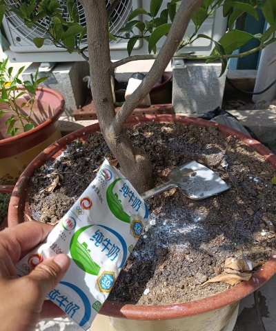 家庭养花用生根粉