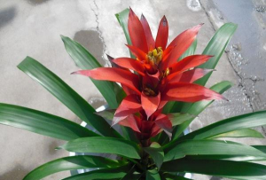 如何栽培五彩红星