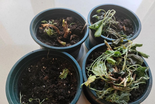 家庭养花用生根粉