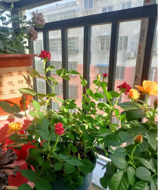 家庭养花用生根粉