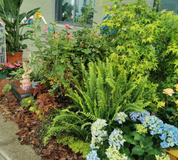 家庭养花用生根粉