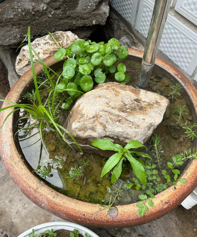 家庭养花用生根粉