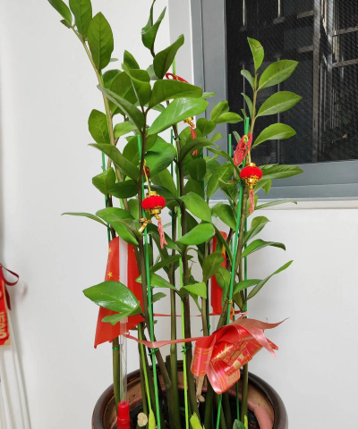 家庭养花用生根粉